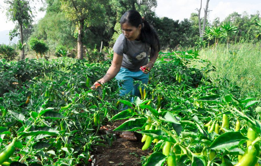  Vườn ớt của gia đình bà Byui đang trong độ thu hoạch. Ảnh: Trần Dung