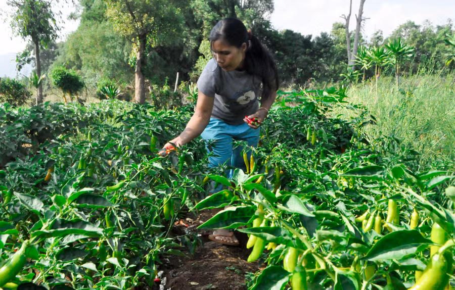  Vườn ớt của gia đình bà Byui đang trong độ thu hoạch. Ảnh: Trần Dung