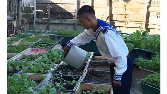 Chăm sóc rau xanh trên đảo Đá Lớn Chăm sóc rau xanh trên đảo Đá Lớn