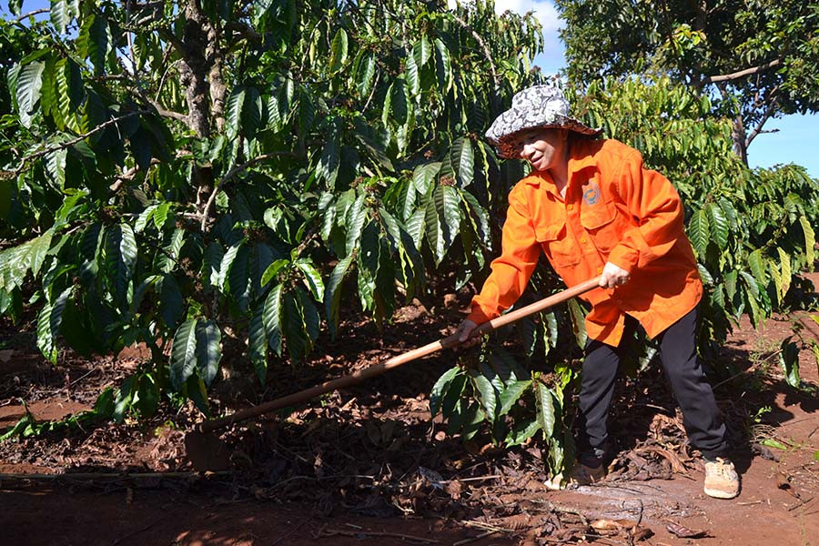 Vườn cà phê xanh tốt cho thu nhập ổn định, giúp kinh tế gia đình chị Tâm ổn định. Ảnh: N.T