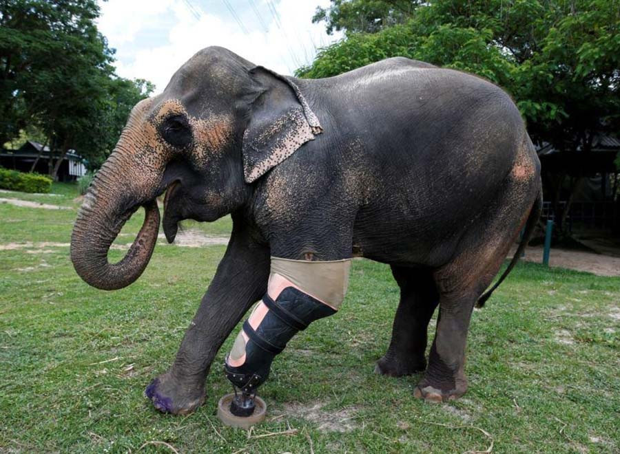 Chú voi Wasana ở Thái Lan với đôi chân giả. Ảnh: Reuters Chú voi Wasana ở Thái Lan với đôi chân giả. Ảnh: Reuters