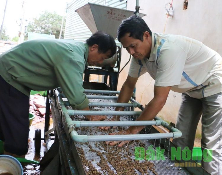 Máy chế biến tiêu sọ của xã viên HTX Thuận Phát  Máy chế biến tiêu sọ của xã viên HTX Thuận Phát