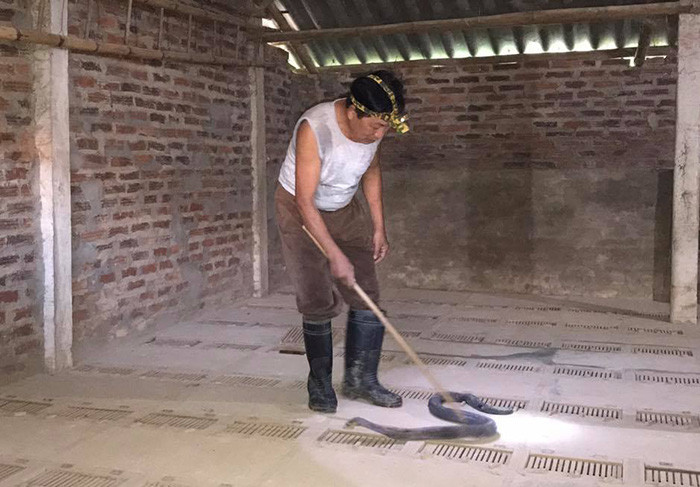 Ông Phạm Văn Dũng đang chăm sóc con rắn hổ mang. Dưới chân ông đứng là hệ thống chuồng ngầm-nơi nuôi hàng trăm con rắn độc.