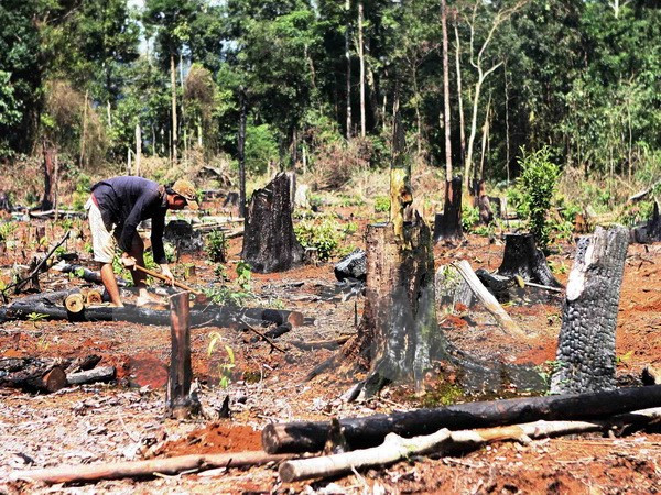 Rừng tự nhiên bị tàn phá tan hoang.  Rừng tự nhiên bị tàn phá tan hoang.