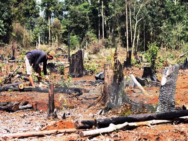  Rừng tự nhiên bị tàn phá tan hoang.