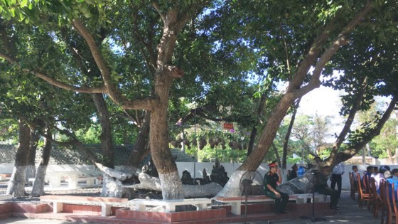 Cây bàng vuông cổ thụ ở đảo Nam Yết Cây bàng vuông cổ thụ ở đảo Nam Yết