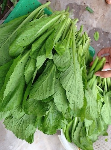  Bạn nên chú ý khi chọn rau cải.