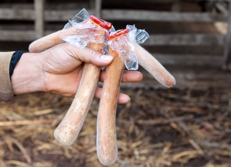 Một cặp nhung hươu vừa mới thu hoạch có giá hơn 10 triệu đồng. Ảnh: Hồng Thi