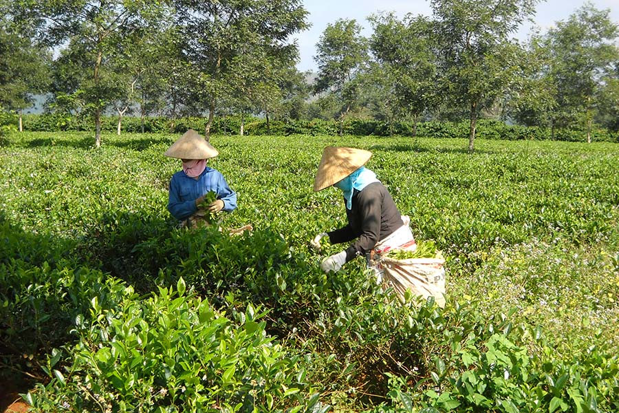 Đảm bảo chính sách lao động việc làm cho công nhân khi cổ phần hóa. Ảnh: T.N  Đảm bảo chính sách lao động việc làm cho công nhân khi cổ phần hóa.