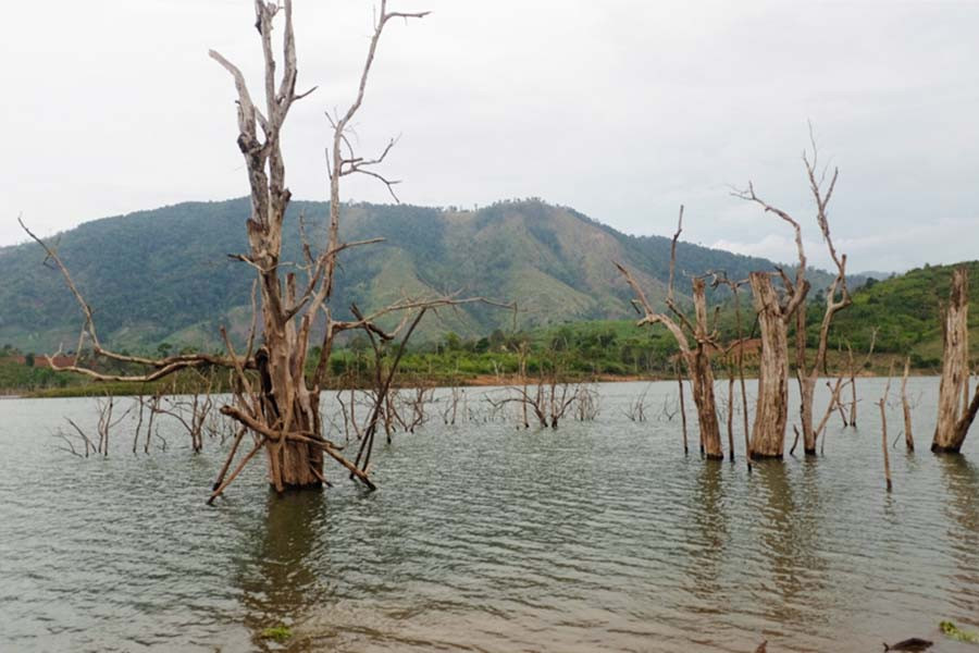 Dấu tích rừng xưa nơi hồ thủy điện Đak Sơ Mei. Ảnh: H.N Dấu tích rừng xưa nơi hồ thủy điện Đak Sơ Mei. Ảnh: H.N