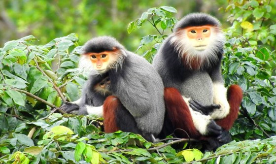 Hệ sinh thái tự nhiên của Sơn Trà rất đa dạng, đặc biệt đây là "ngôi nhà" của loài nữ hoàng linh trưởng - vọoc chà vá chân nâu quý hiếm. Hệ sinh thái tự nhiên của Sơn Trà rất đa dạng, đặc biệt đây là