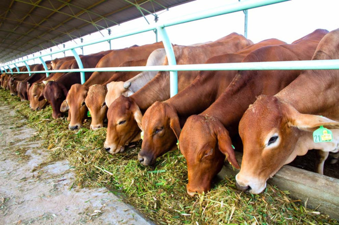 Trang trại bò thuộc Công ty cổ phần Nông nghiệp Quốc tế Hoàng Anh Gia Lai  Trang trại bò thuộc Công ty cổ phần Nông nghiệp Quốc tế Hoàng Anh Gia Lai