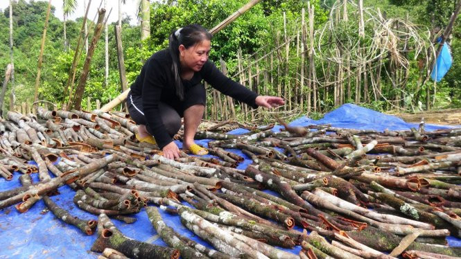 Người dân xã Trà Vân nhà nào cũng có quế, năm nay quế bán được giá nên họ rất mừng Người dân xã Trà Vân nhà nào cũng có quế, năm nay quế bán được giá nên họ rất mừng