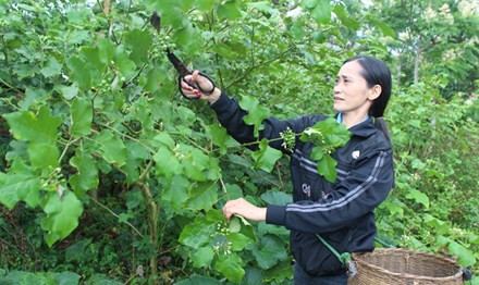 Cà đắng được người dân trồng trong vườn.