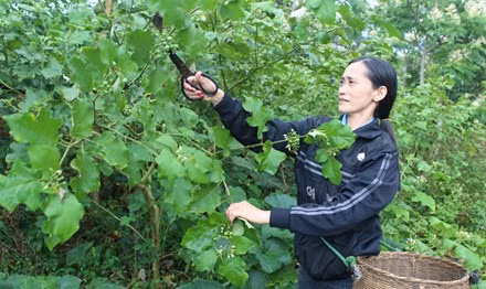 Cà đắng được người dân trồng trong vườn.