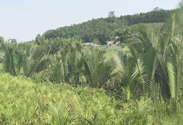 Những