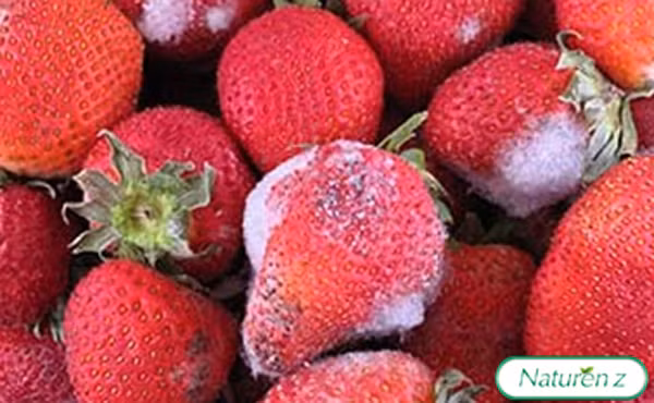 Thực phẩm mốc gây nhiễm độc cho gan, lâu ngày dẫn đến ung thư gan