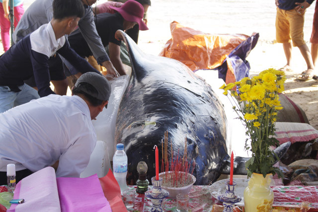Người dân Thanh Thủy làm lễ an táng cho cá ông. Người dân Thanh Thủy làm lễ an táng cho cá ông.