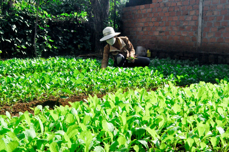  So với việc trồng rau truyền thống thì rau trồng an toàn sẽ sạch hơn, đẹp hơn. Ảnh: Trần Dung
