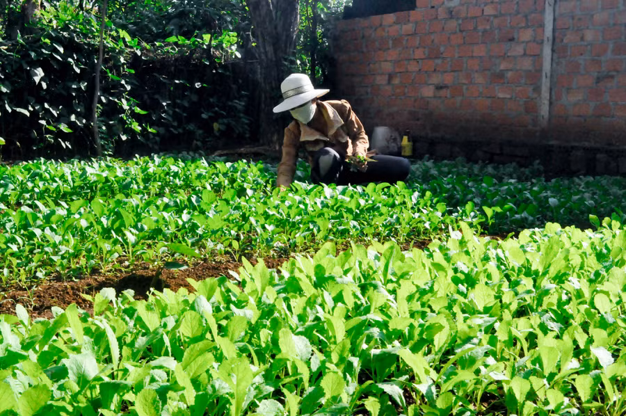  So với việc trồng rau truyền thống thì rau trồng an toàn sẽ sạch hơn, đẹp hơn. Ảnh: Trần Dung