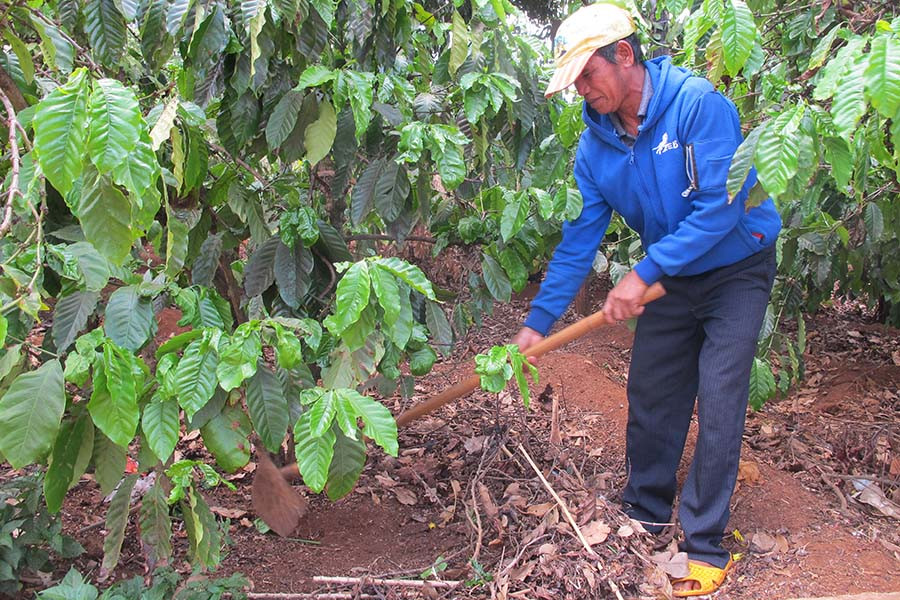 K'Pui Hậu chăm lo sản xuất, không còn nghe lời bọn xấu xúi giục, kích động. Ảnh: M.N 2 kpui hau.jpg