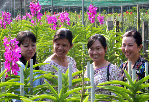 Hương sắc của lan mokara đang ngày càng góp phần quan trọng thay đổi diện mạo đất và người Củ Chi.