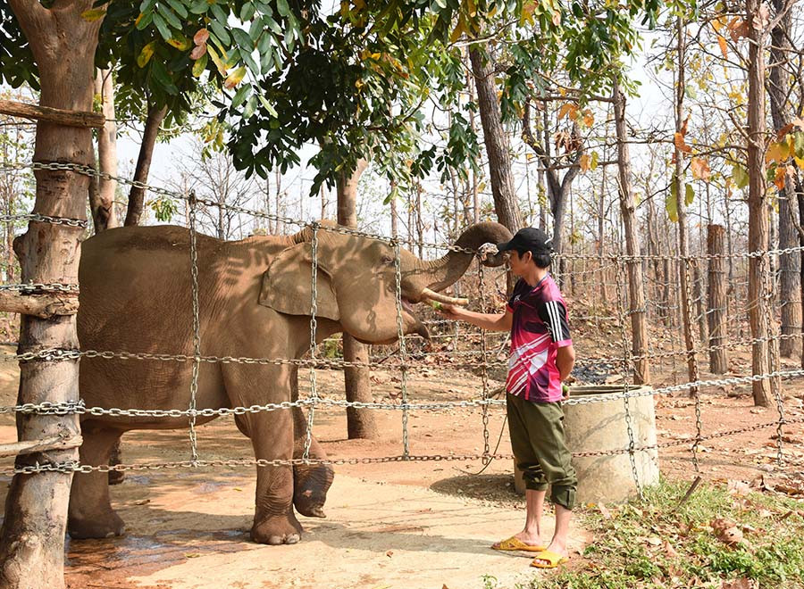 Nhân viên cứu trợ voi đang cho voi Jun ăn. Ảnh: T.V Nhân viên cứu trợ voi đang cho voi Jun ăn. Ảnh: T.V