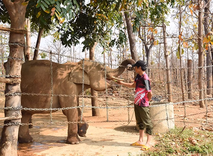 Nhân viên cứu trợ voi đang cho voi Jun ăn. Ảnh: T.V