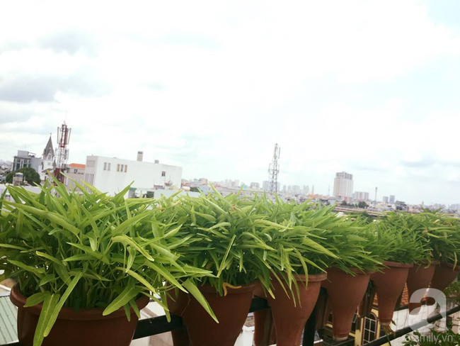 Trồng rau muống từ hạt.