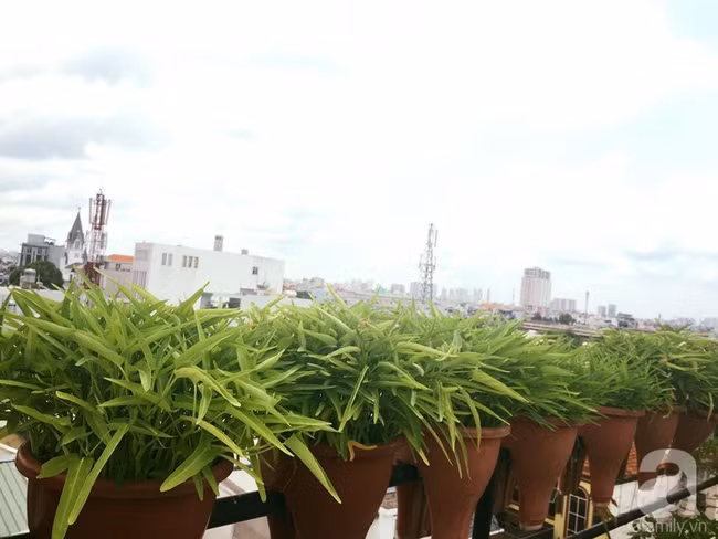 Trồng rau muống từ hạt.