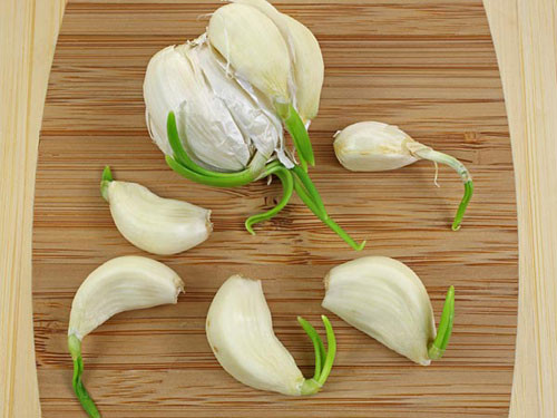 Ngày nay các chuyên gia y tế cho rằng tỏi mọc mầm có nhiều dinh dưỡng và công dụng đối với sức khỏe hơn tỏi tươi. 1
