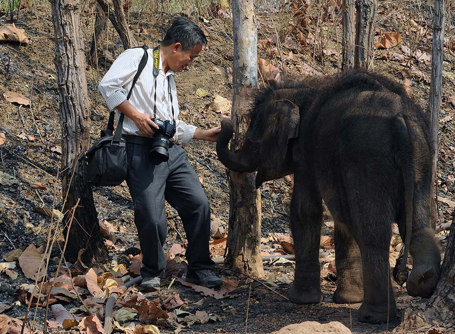 Tác giả bài viết và chú voi Gold ở Trung tâm Bảo tồn voi Đak Lak. Ảnh: T.V Tác giả bài viết và chú voi Gold ở Trung tâm Bảo tồn voi Đak Lak. Ảnh: T.V