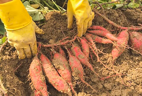 Khoai lang Nhật Bản cho năng suất cao.