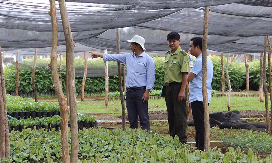  Một vườn ươm tại xã Nghĩa Hưng. Ảnh: N.D