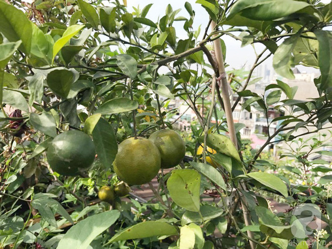 Chị Hiền trồng nhiều cây ăn quả.