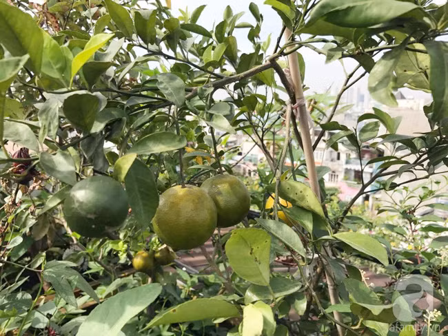 Chị Hiền trồng nhiều cây ăn quả.