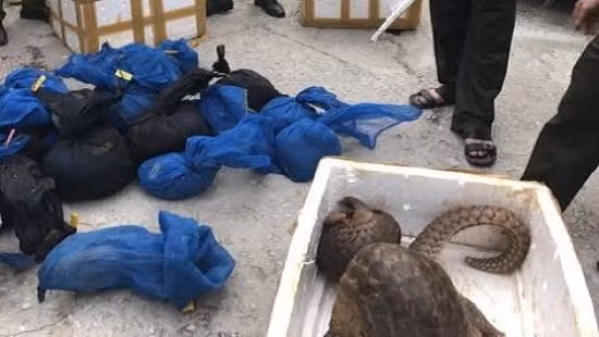 31 cá thể tê tê bị phát hiện bắt giữ.