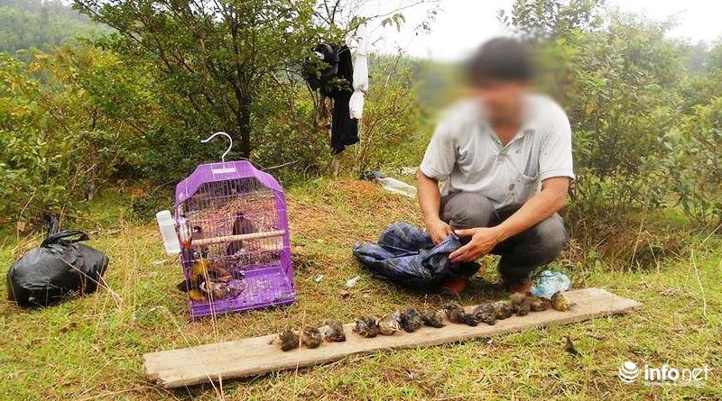 Một buổi bẫy chim, Th đã bắt được khá nhiều chim chào mào và “chim thịt” Một buổi bẫy chim, Th đã bắt được khá nhiều chim chào mào và “chim thịt”