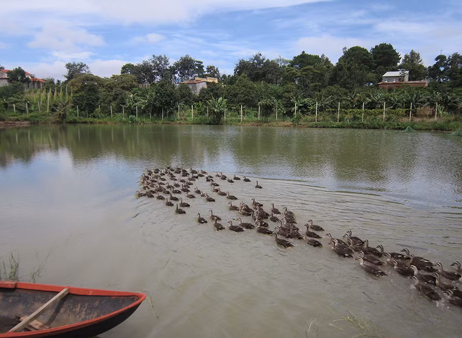 Đàn vịt trời ở trang trại của anh Sinh. Ảnh: Đ.P Đàn vịt trời ở trang trại của anh Sinh. Ảnh: Đ.P
