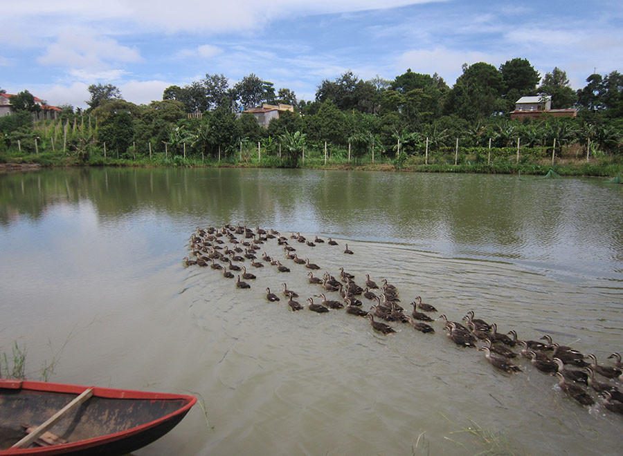 Đàn vịt trời ở trang trại của anh Sinh. Ảnh: Đ.P Đàn vịt trời ở trang trại của anh Sinh. Ảnh: Đ.P