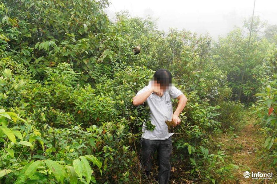 Lưới được giăng khi mờ sáng, lúc chim rừng chưa thức dậy. Lưới được giăng khi mờ sáng, lúc chim rừng chưa thức dậy.