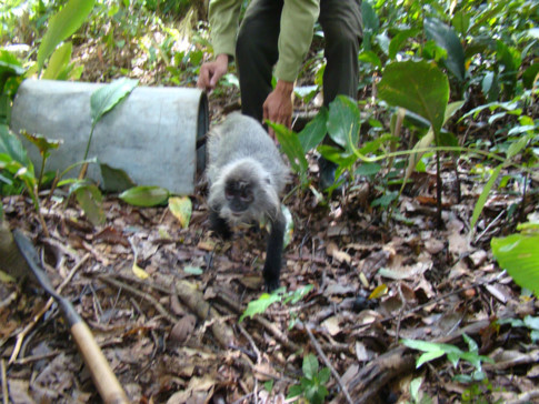  Thả chú vượn về rừng Chư Mom Ray, sau khi được điều trị thương tích
