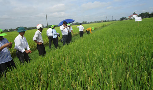 Ruộng lúa Kim Cương 111 xanh tốt, trĩu bông. Ruộng lúa Kim Cương 111 xanh tốt, trĩu bông.