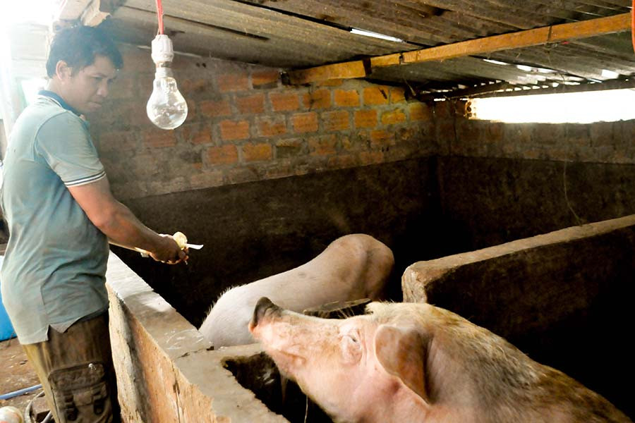 Đàn heo của anh Djên đang trong độ tuổi sinh sản. Ảnh: Mai Ka Đàn heo của anh Djên đang trong độ tuổi sinh sản. Ảnh: Mai Ka