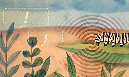 Cây bị thương có thể cảnh báo mối nguy hiểm cho những cây bên cạnh. Ảnh: Đại học Delaware.