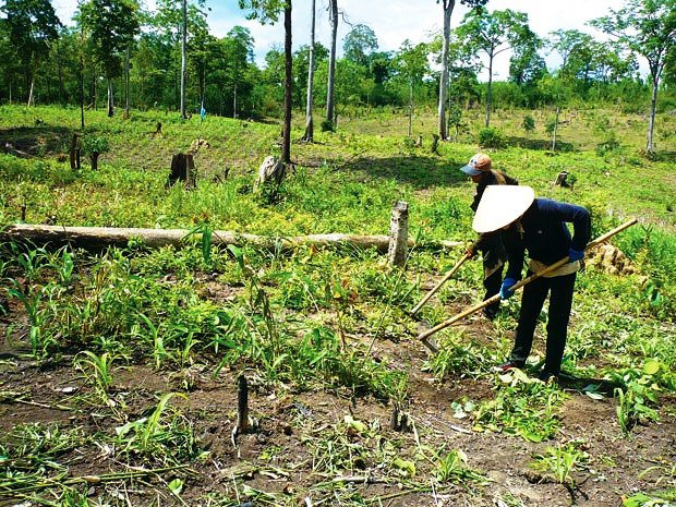 Ảnh minh họa Ảnh minh họa