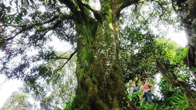 Một cây quế cổ thụ ở rừng quế xã Trà Vân Một cây quế cổ thụ ở rừng quế xã Trà Vân