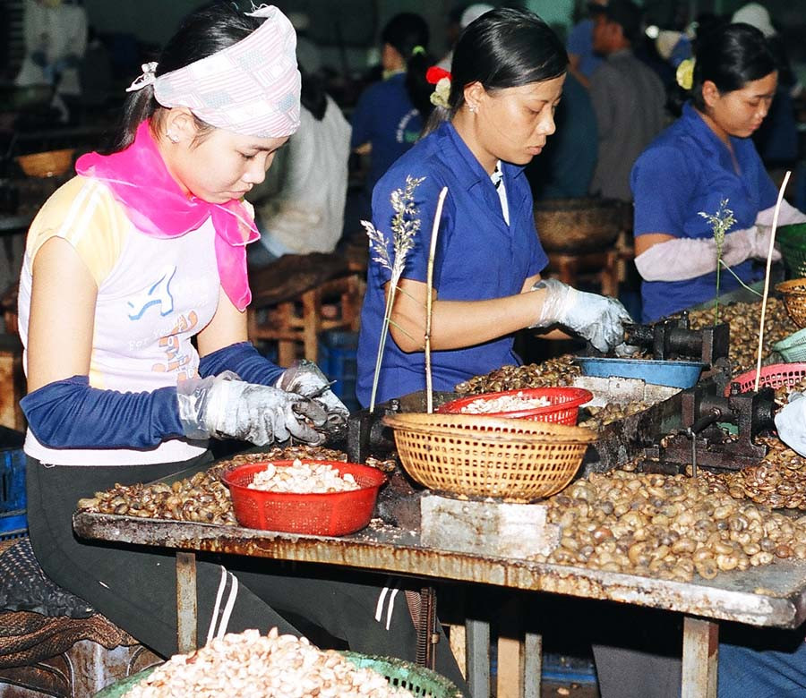 Sản xuất công nghiệp chế biến hạt điều. Ảnh: T.N