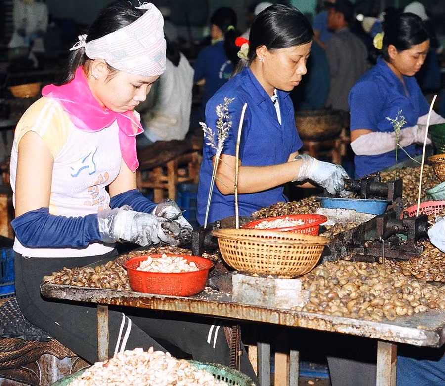 Sản xuất công nghiệp chế biến hạt điều. Ảnh: T.N