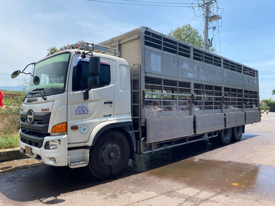 Xe tải chở hàng trăm con heo nhiễm bệnh đậu cạnh nhà bà T. Ảnh: Nguyễn Chơn 1-8162.jpg
